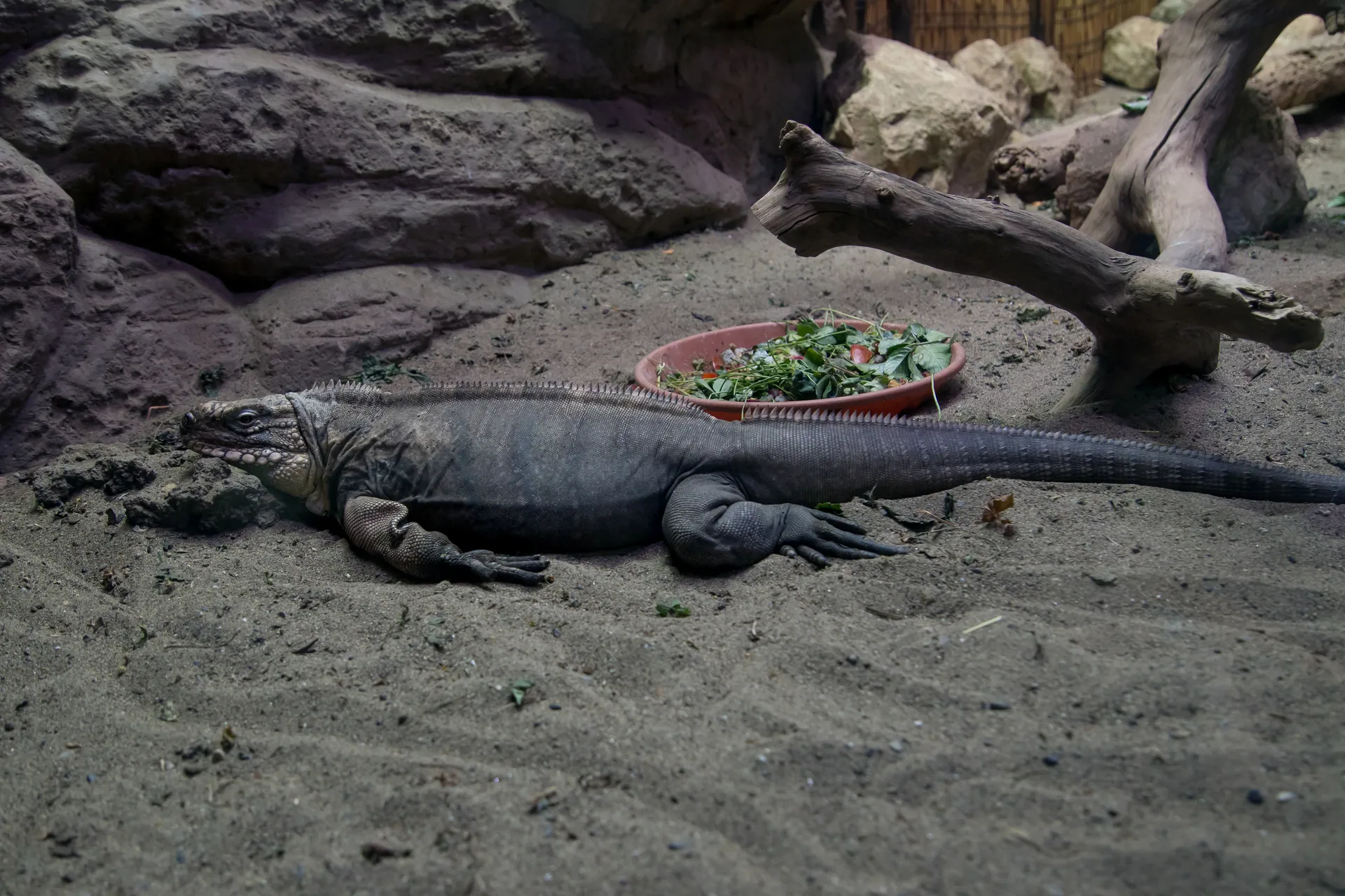 iZoo イズー 静岡 伊豆 爬虫類_2949