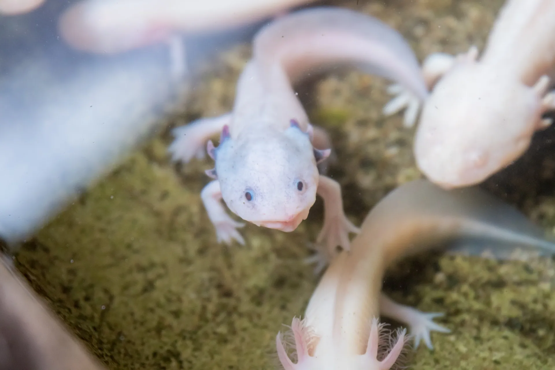 iZoo イズー 静岡 伊豆 爬虫類_2953