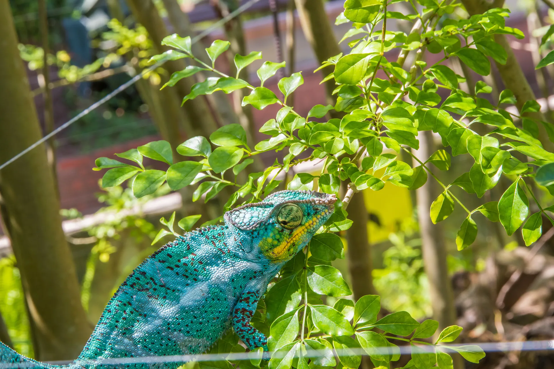 iZoo イズー 静岡 伊豆 爬虫類_3068
