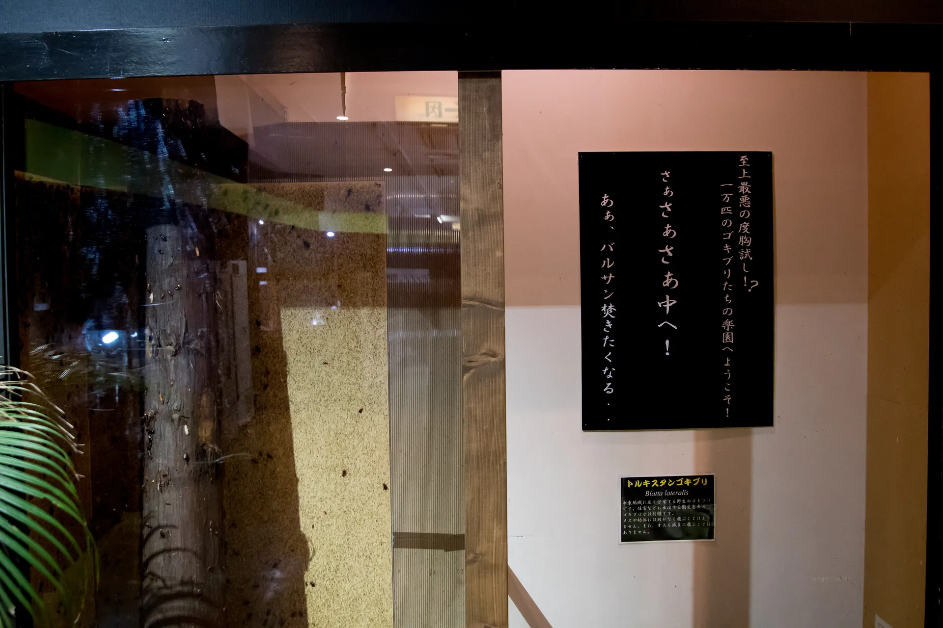 iZoo イズー 静岡 伊豆 爬虫類_3103