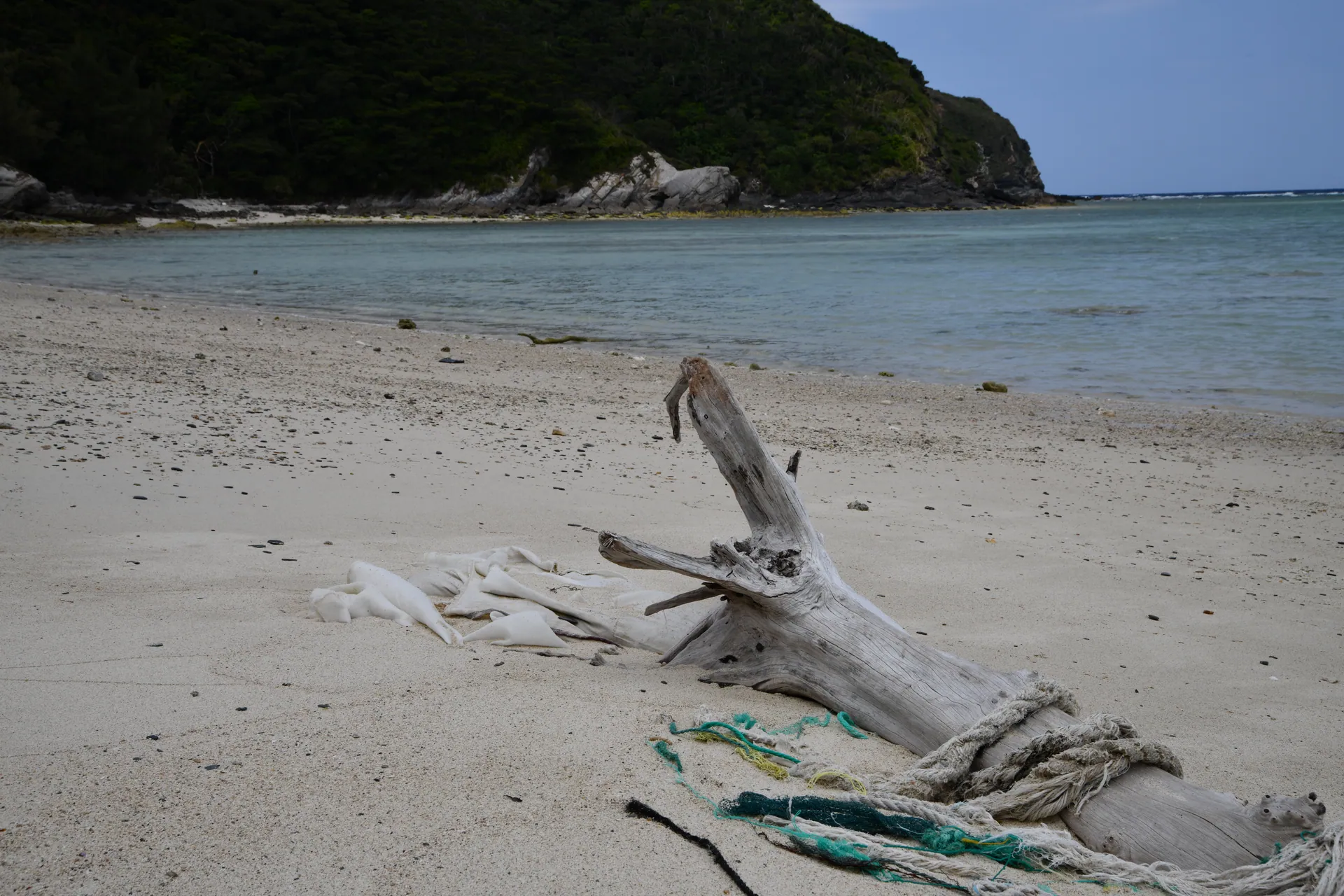 流木がかっこいい